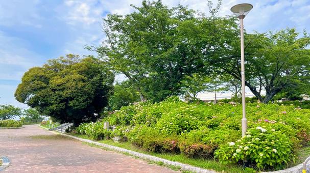 高塔山公園のあじさい 高塔山公園,北九州,若松区の写真素材