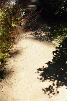 ミズヒキ ミズヒキの写真