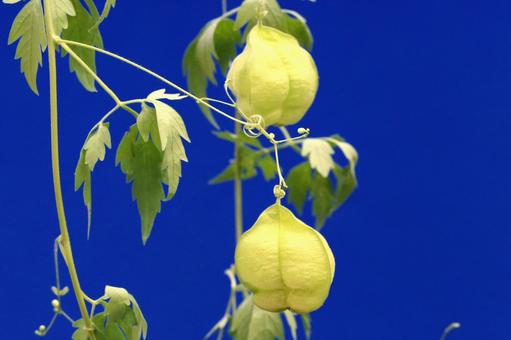 フウセンカズラ 植物,ツル植物,風船葛の写真素材