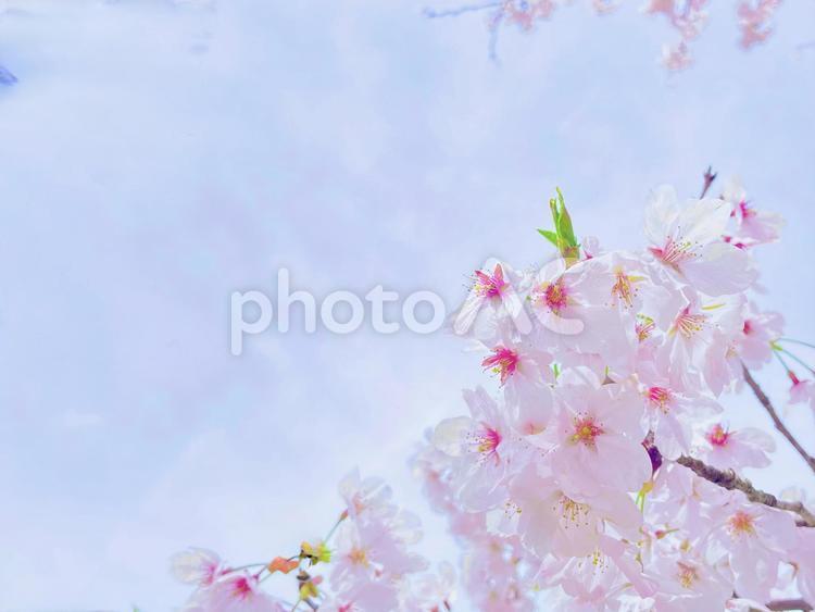 桃色のかわいいサクラ 桜,サクラ,春の写真素材