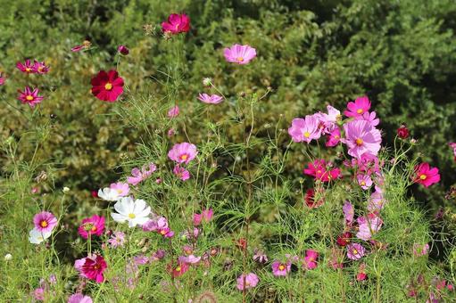 こすもすの花 こすもすの花の写真