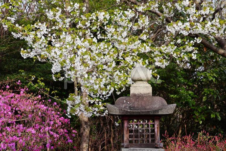 ４月上旬の瀬戸内海歴史民族資料館の桜の花 桜,花,植物の写真素材