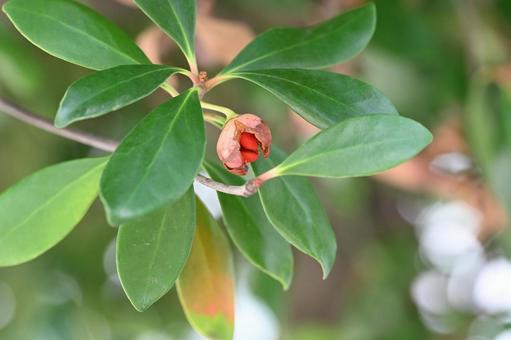 モッコクの写真