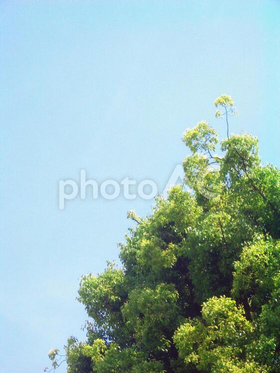 樹木と青空 樹木,植物,木の写真素材