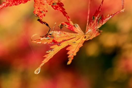 紅葉 紅葉,養老渓谷,筒森もみじ谷の写真素材