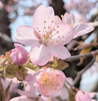 かわいい桜 かわいい桜 さくら,エゾヤマザクラ,木の写真素材