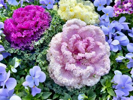 葉ボタンと水色のスミレ 葉ボタンと水色のスミレ 葉ボタン,葉牡丹,植物の写真素材