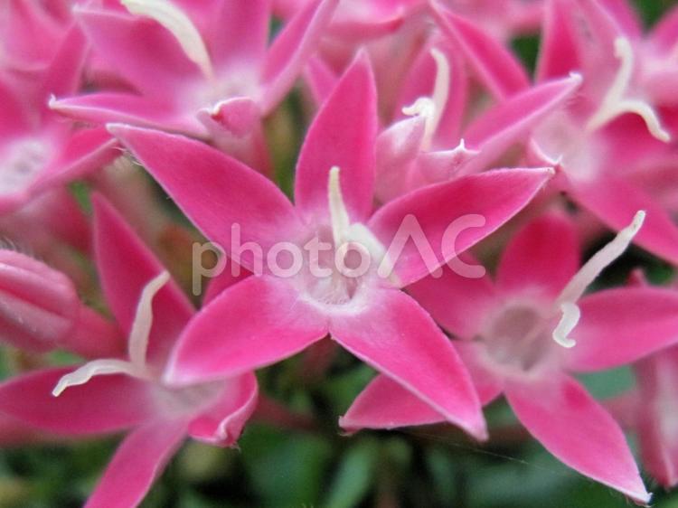 ペンタス　Pentas 草花,春,夏の写真素材