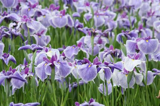 ハナショウブ・花菖蒲の咲く風景の写真
