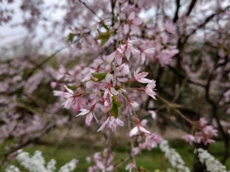 しだれ桜 春,さくら,サクラの写真素材