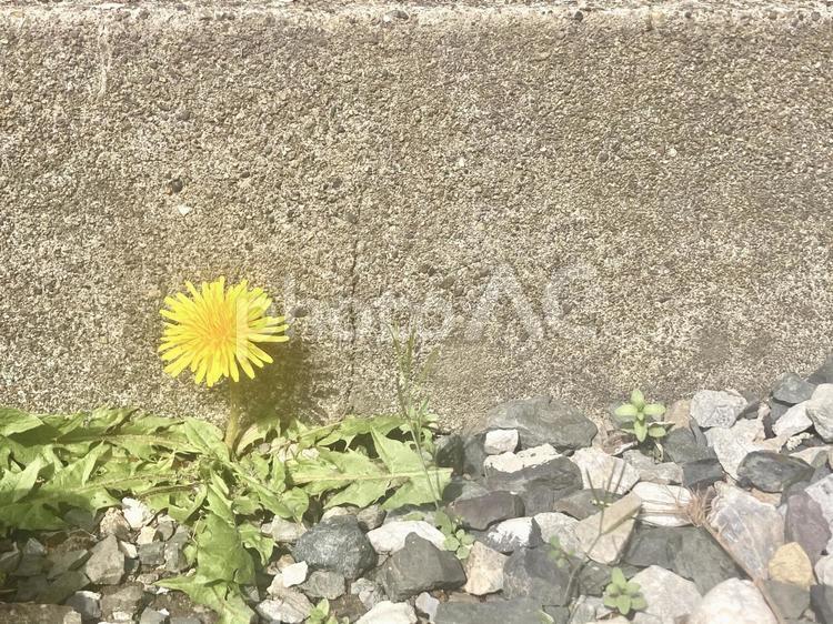 コンクリートの側のたんぽぽ　 たんぽぽ,タンポポ,春の写真素材
