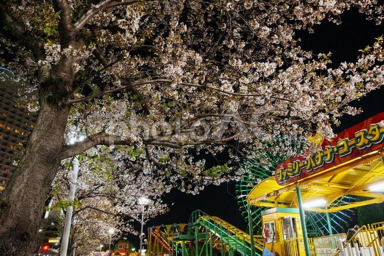 みなとみらいの夜桜 みなとみらいの夜桜,夜桜,桜の写真素材