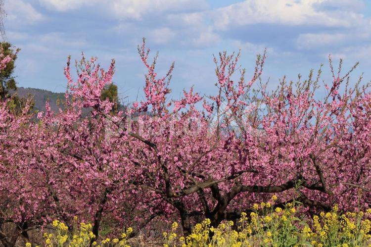 春や桜のイメージ 春,桜,さくらの写真素材