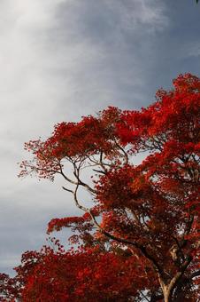 曇り空と赤い紅葉のコピースペース 紅葉,もみじ,モミジの写真素材