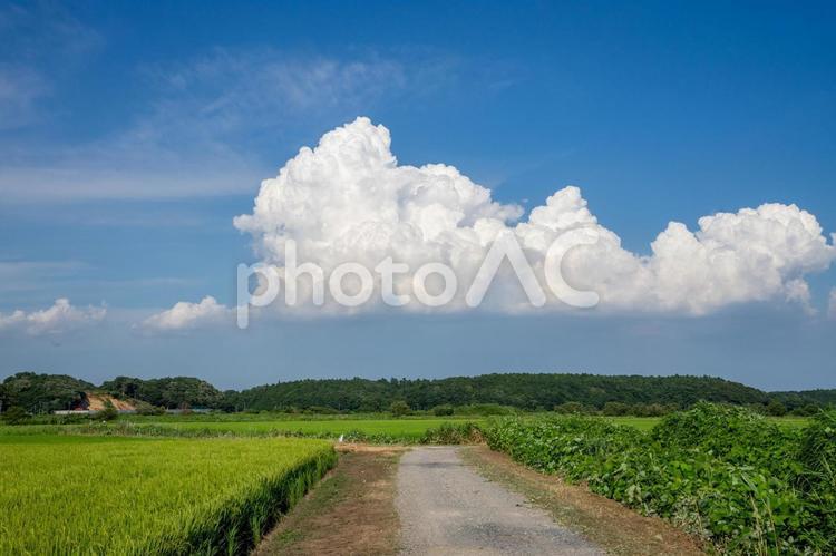 田園風景 田園風景,田舎,田舎暮らしの写真素材