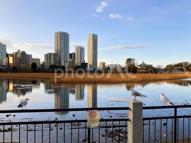 東京風景・不忍池 不忍池,カモメ,鳥の写真素材