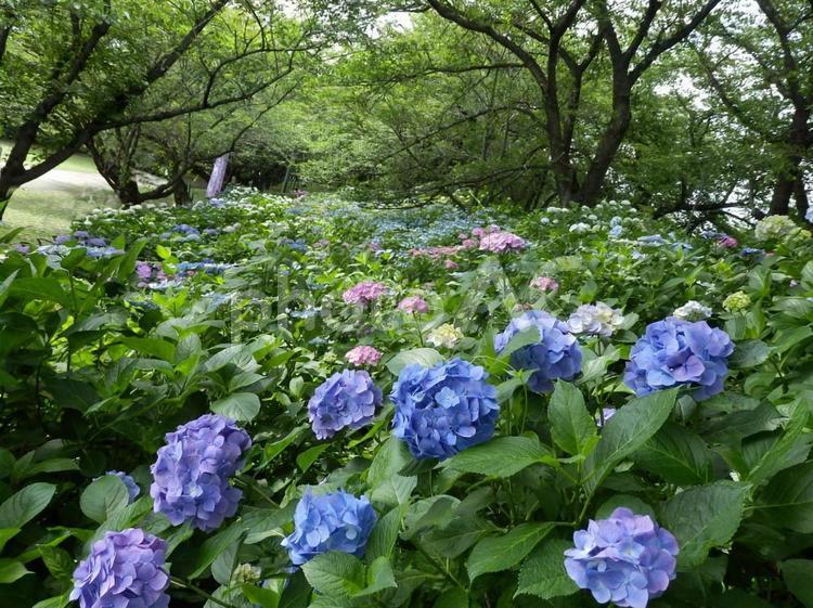あじさい群生 アジサイ,青,カラフルの写真素材