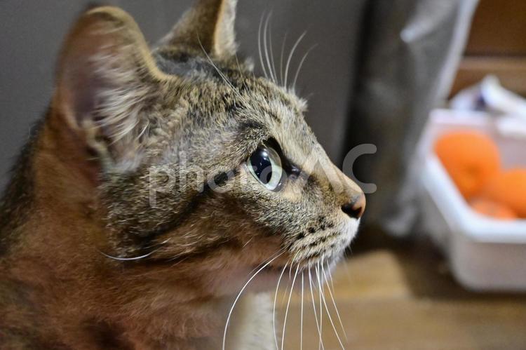 猫の横顔 猫,ネコ,ネコの横顔の写真素材