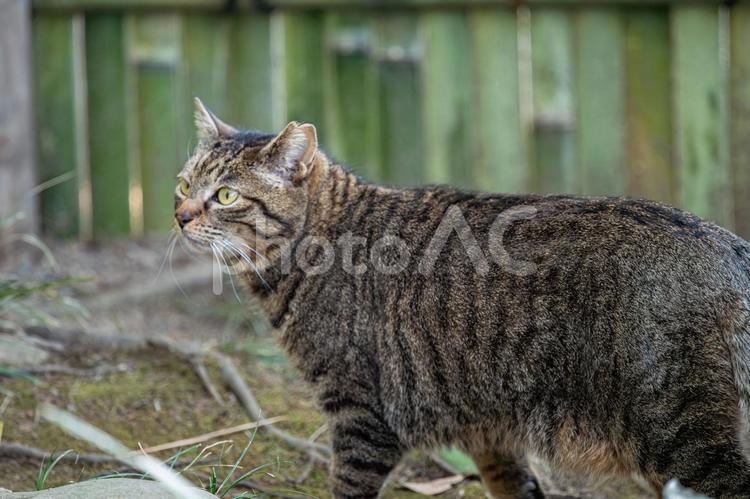 公園を散歩中のトラ猫 ネコ,ねこ,屋外の写真素材