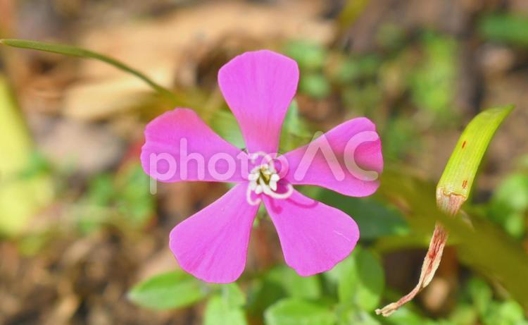 flower, JPG flower, kembang, plant, petal, JPG
