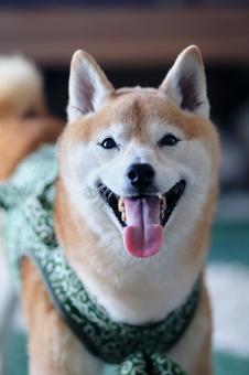 柴犬 柴犬の写真