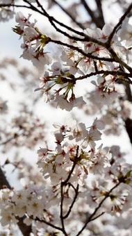 桜 桜の写真