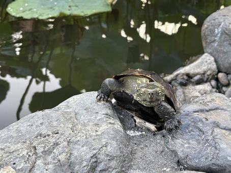 こちらを見つめるクサガメ こちらを見つめるクサガメの写真