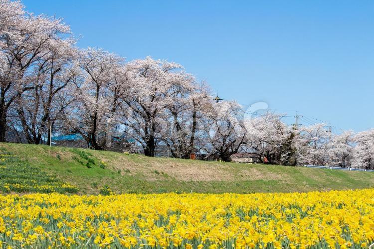 河川敷の桜と水仙 河川敷,桜,花の写真素材