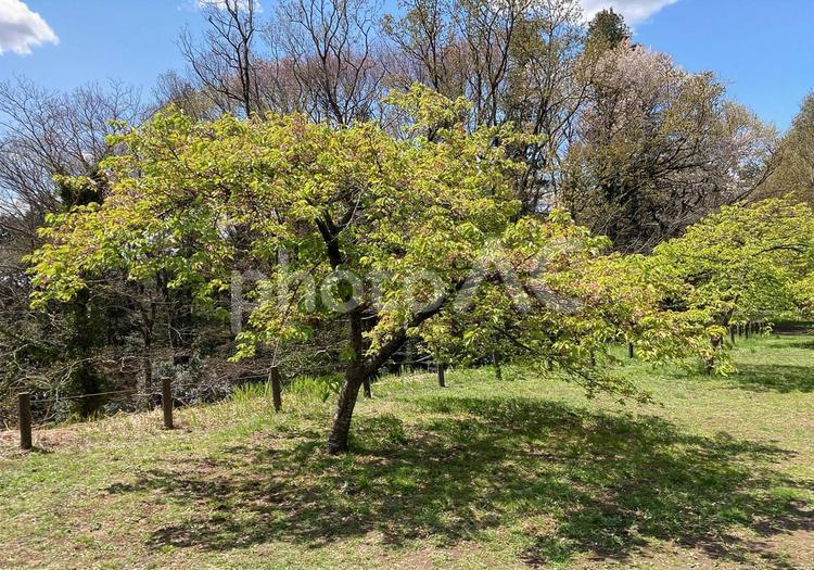  桜　緑の木 桜,木,公園の写真素材