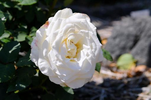 薔薇 ティネケ 薔薇 ティネケ 薔薇,ティネケ,白の写真素材