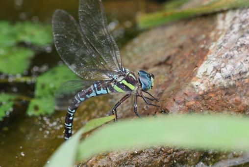 オオルリボシヤンマ オオルリボシヤンマ オオルリボシヤンマ,雌,昆虫の写真素材