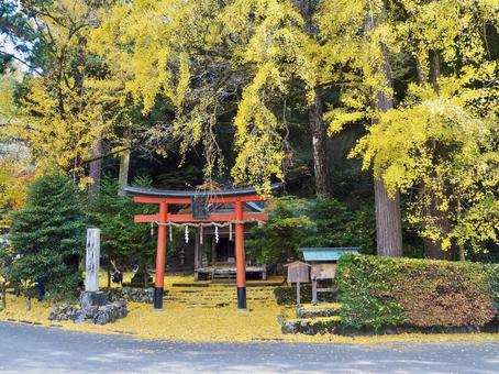鳥居とイチョウ イチョウ,銀杏,神社の写真素材