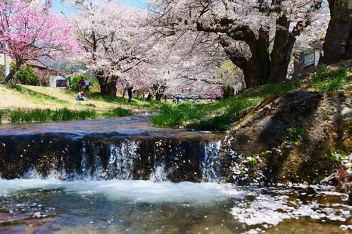 観音寺川の桜並木 観音寺川の桜並木 さくら,桜,サクラの写真素材