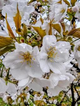 Omuro Sakura, JPG