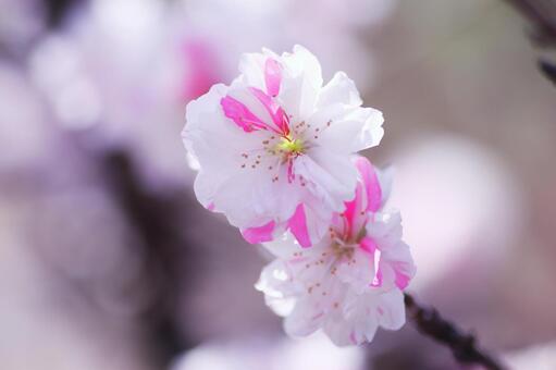 Beautiful red and white peach blossoms, JPG Beautiful red and white peach blossoms, JPG