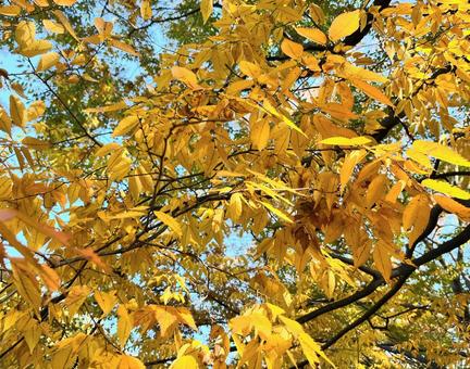 紅葉する木 木,森,林の写真素材