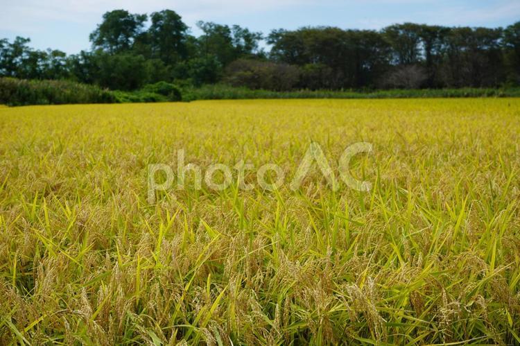 奥に林が見える稲が実った田んぼの景色 景色,田んぼ,林の写真素材