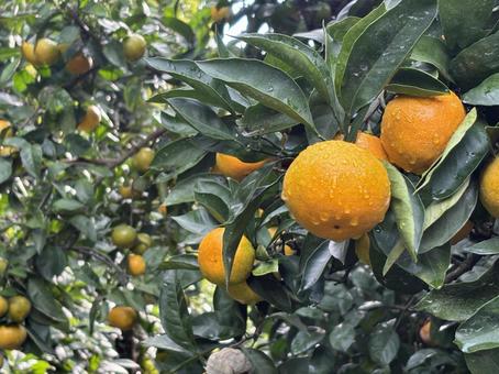 みかん みかん,みかん狩り,柑橘の写真素材