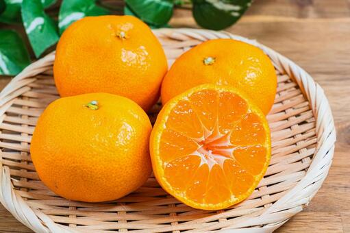 みかん みかん,温州みかん,柑橘の写真素材