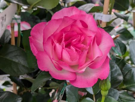 かわいいピンクの薔薇 かわいいピンクの薔薇の写真