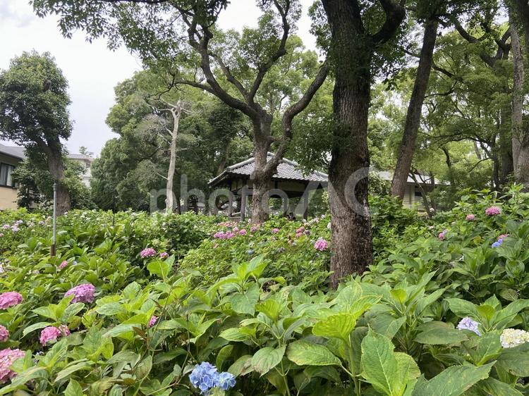 紫陽花　あじさい　アジサイ アジサイ,自然,紫陽花の写真素材