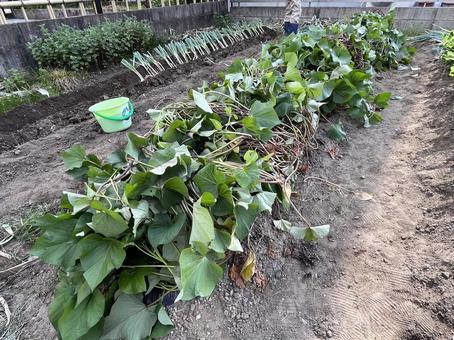つる返しをしたサツマイモの畑 つる返しをしたサツマイモの畑 サツマイモ,つる返し,畑の写真素材