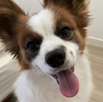 Photo, papillon, dog, pet dog, 