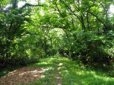 緑のトンネル、廃線跡 緑のトンネル、廃線跡 西武安比奈線,廃線,鉄道の写真素材