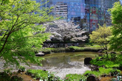 Cherry blossoms at Roppongi Hills Mori Garden in early April, JPG