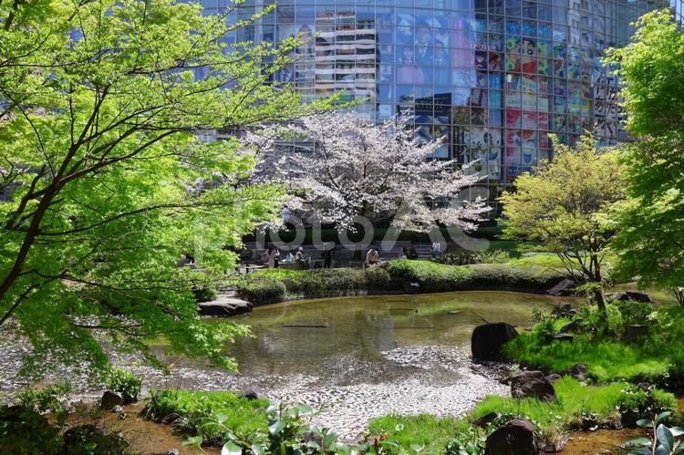 ４月上旬の六本木ヒルズ毛利庭園の桜 毛利庭園,桜,花の写真素材