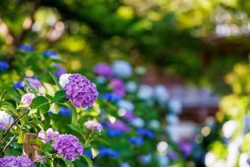 Hydrangeas at Kyuanji Temple, Osaka, JPG