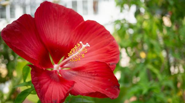 真っ赤なアメリカ芙蓉の花 真っ赤なアメリカ芙蓉の花の写真