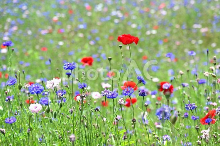 かわいい花畑（栃木壬生） 花,ポピ－,はなの写真素材