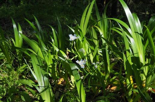 なにげに撮った青い花と影 なにげに撮った青い花と影の写真